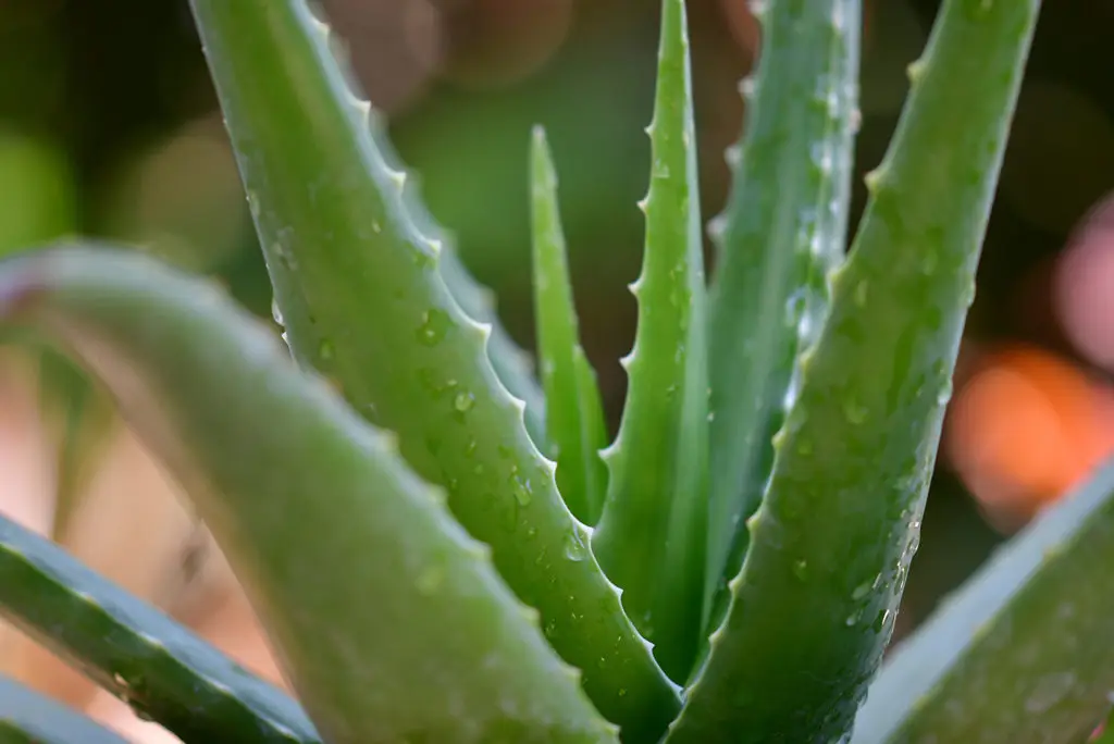 Aloe Vera can be used for many things, also create a better home environment