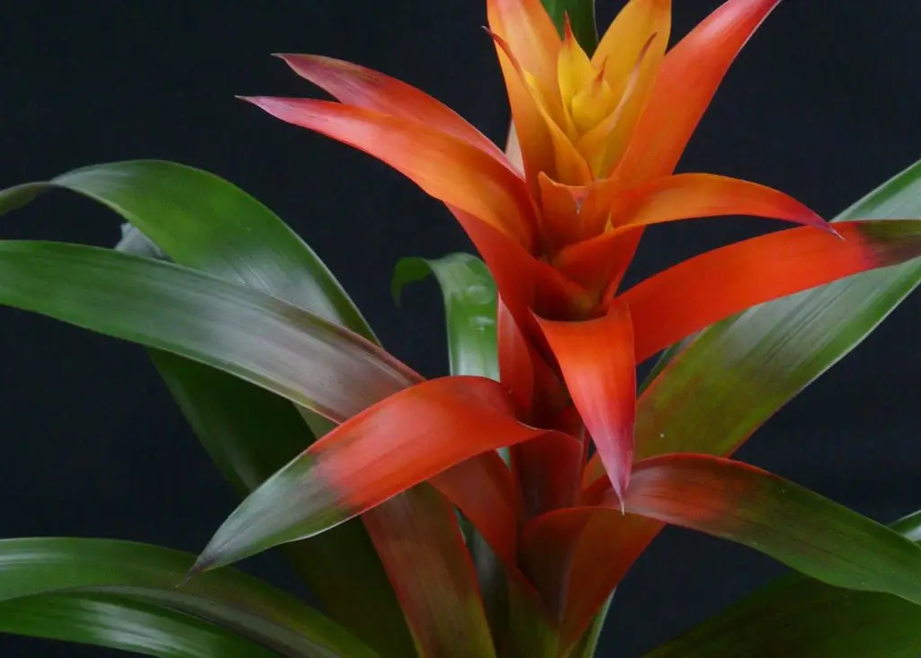 Close up of the Scarlet Star Bromeliad - A great plant to make air quality better
