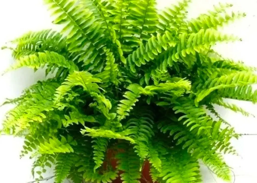 Nephrolepis exaltata is good plant for better air quality in your home
