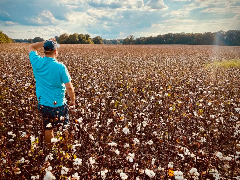 Cotton farmer checking his cotton crop in the field